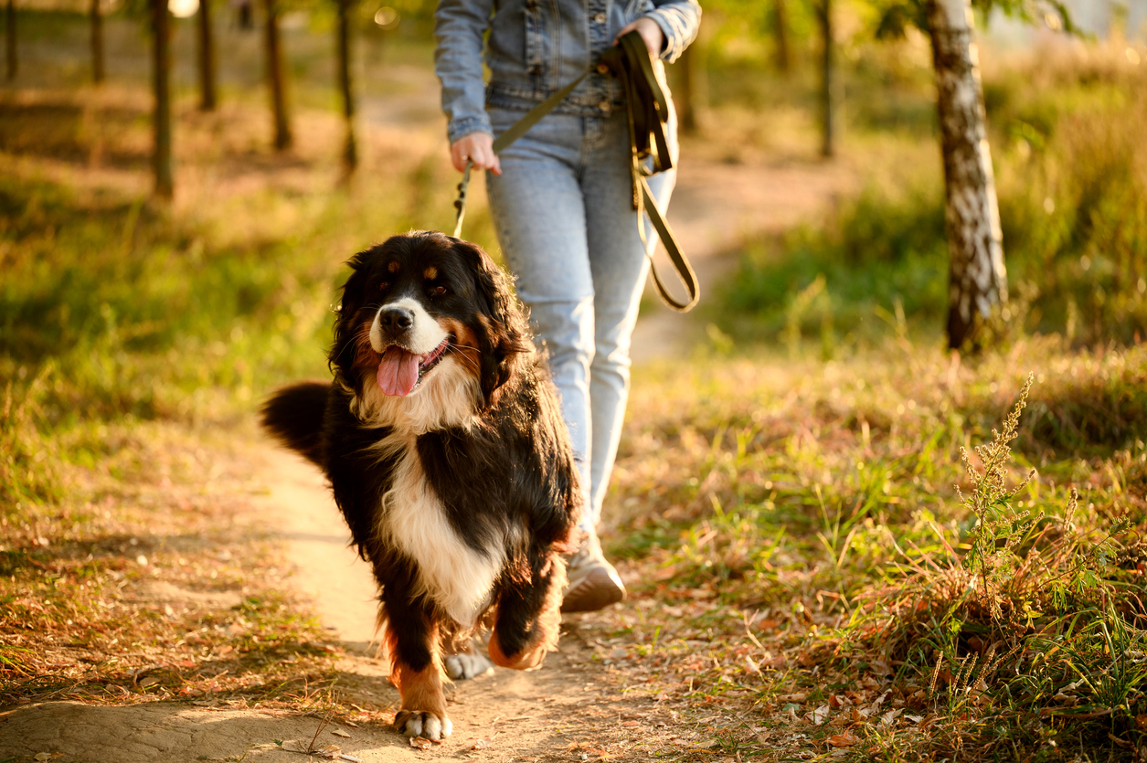 Happy golden retriever running through autumn woods